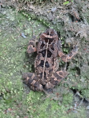 Sclerophrys pusilla
