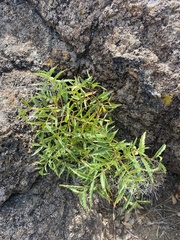 Tecoma stans angustata