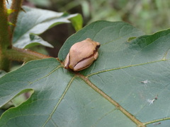 Hyperolius castaneus