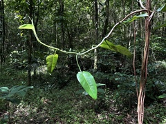 Philodendron consanguineum