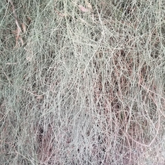 Parkinsonia aculeata