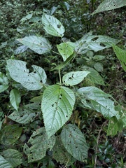 Acalypha bisetosa