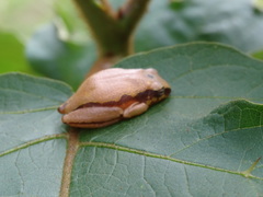 Hyperolius castaneus