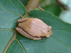 Hyperolius castaneus