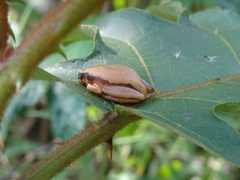 Hyperolius castaneus