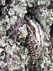 Osteopilus septentrionalis