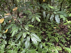 Chrysophyllum argenteum