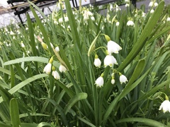 Leucojum aestivum aestivum