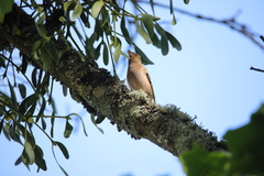 Fringilla coelebs