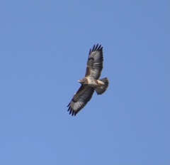 Buteo buteo
