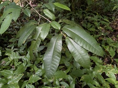 Chrysophyllum argenteum