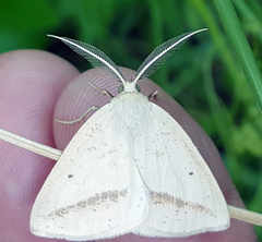 Lychnosea intermicata