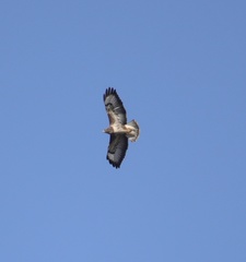 Buteo buteo