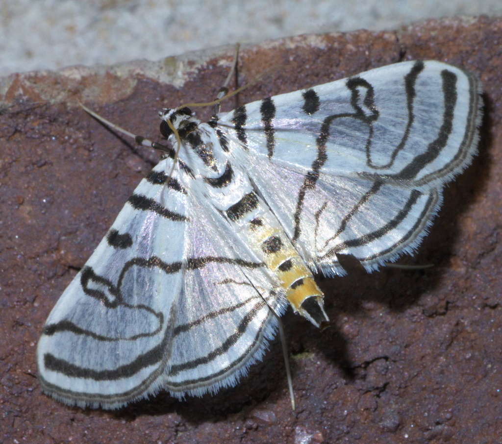 Zebra Conchylodes