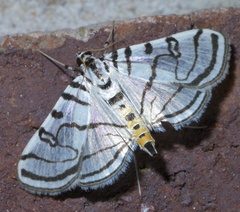 Zebra Conchylodes Moth