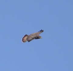 Buteo buteo