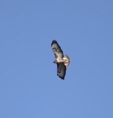 Buteo buteo