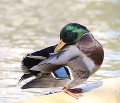 Anas platyrhynchos