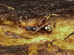 Pseudoponera stigma