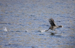 Fulica atra