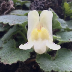 Asarina procumbens