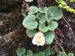 Asarina procumbens