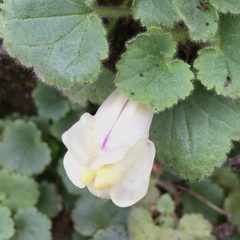 Asarina procumbens