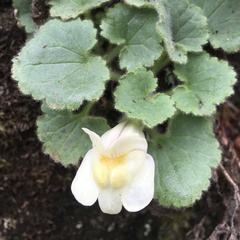 Asarina procumbens