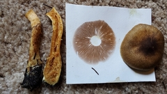 Cortinarius clandestinus