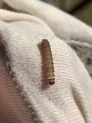 Scolecocampa liburna