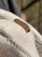 Scolecocampa liburna