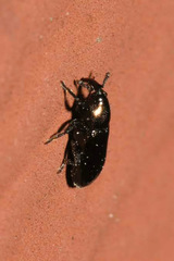 Aulacobaris