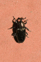 Aulacobaris
