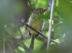 Rhynchocyclus olivaceus