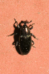 Aulacobaris