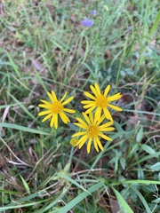 Chrysopsis gossypina