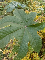 Ricinus communis