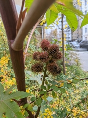 Ricinus communis