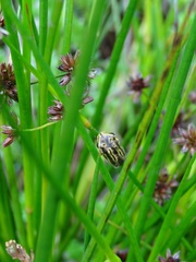 Hyperolius castaneus