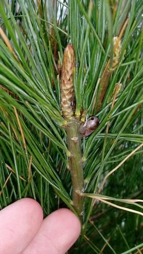 Diprionidae