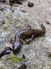 Desmognathus carolinensis