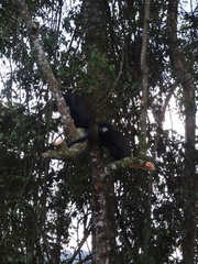 Allochrocebus lhoesti