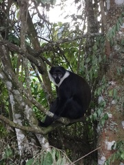 Allochrocebus lhoesti