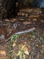 Desmognathus carolinensis