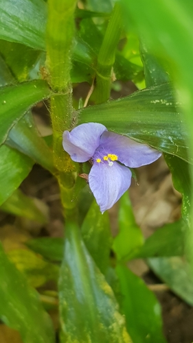 Coleotrype natalensis (Coleotrype natalensis)