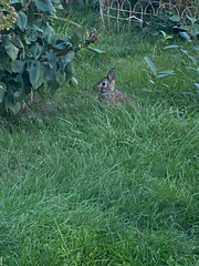Sylvilagus floridanus