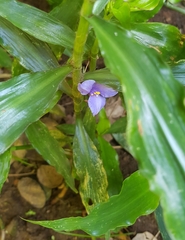 Coleotrype natalensis