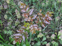 Berberis aquifolium