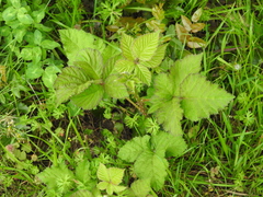 Rubus armeniacus