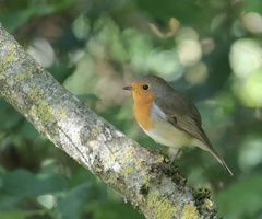 Erithacus rubecula